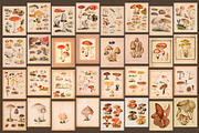 75 Vintage Mushroom Ephemera Artwork, a Decorative Illustration by The Object Atlas (Thumbnail 6 of 7)