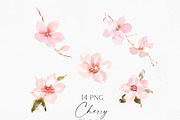 Watercolor Cherry Blossom, an Illustration by Olga Koelsch (Thumbnail 4 of 9)