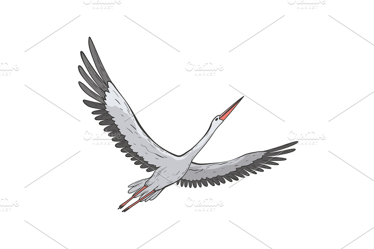 Crane bird in realistic style, an Animal Illustration by Things for designers