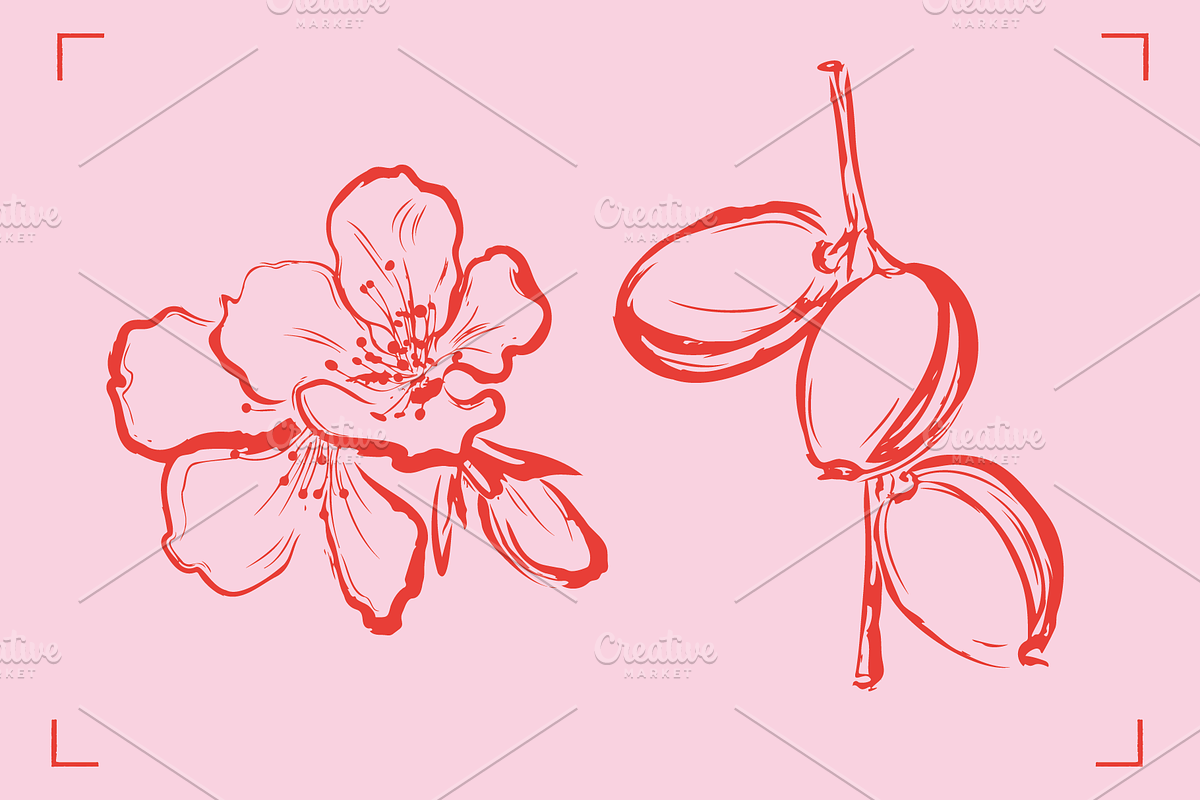 ALMOND LINE ART SET (14+ elements), a Food Illustration by Bonfloret Studio (Photo 6 of 8)