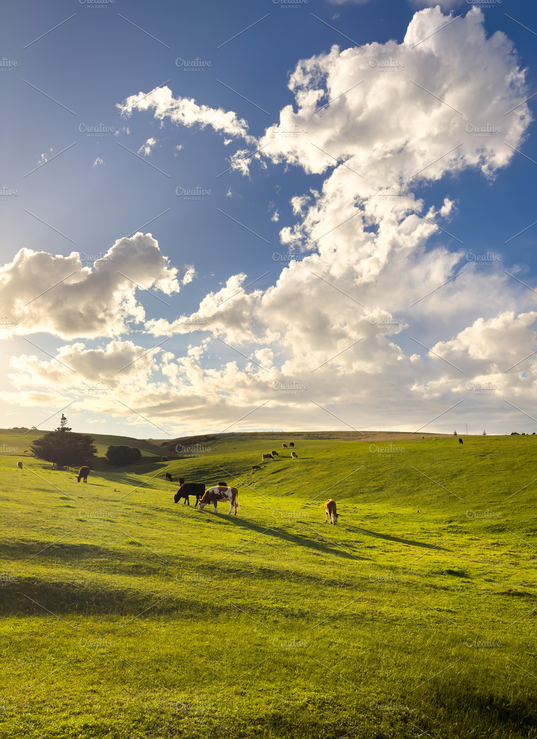 Cows Grazing On Green Hillside, an Animal Photo by THP Creative