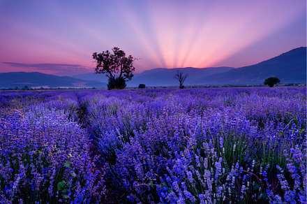 Lavender fields. Beautiful image