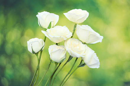 colorful flowers, a Nature Photo by RAHMAT