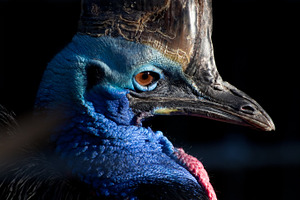 Cassowary stock photo