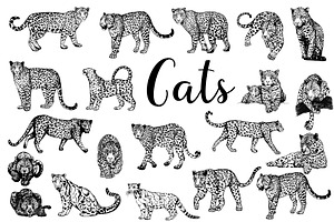 Leopards