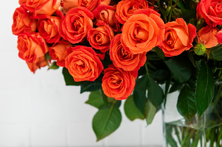 Red roses in a glass vase, a Holiday Photo by Olena Rudo