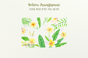 Yellow Frangipani Clip Art Watercolo