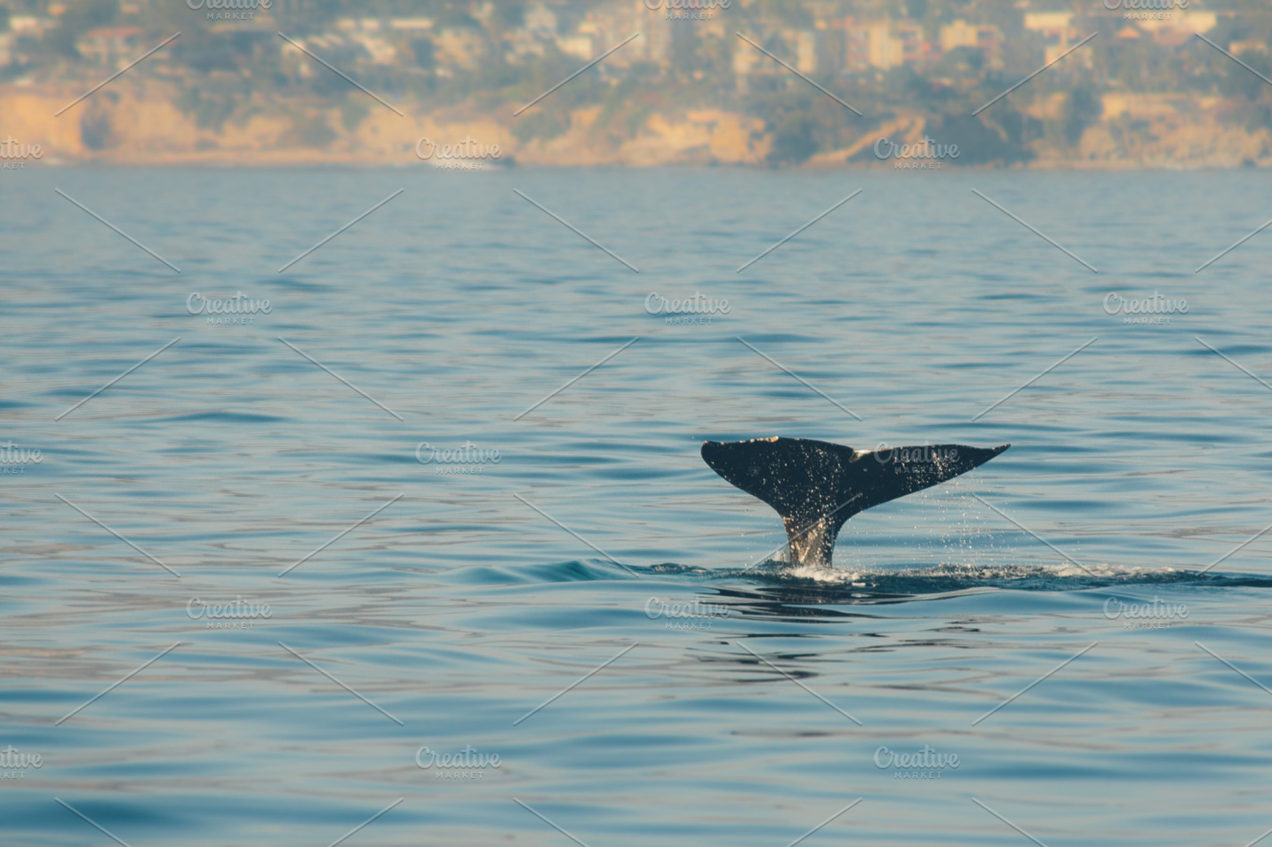 Whale