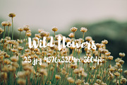 Wild Flowers II, a Templates & Theme by ApertureVintage (Thumbnail 10 of 14)