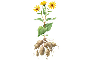 Jerusalem Artichoke Illustration