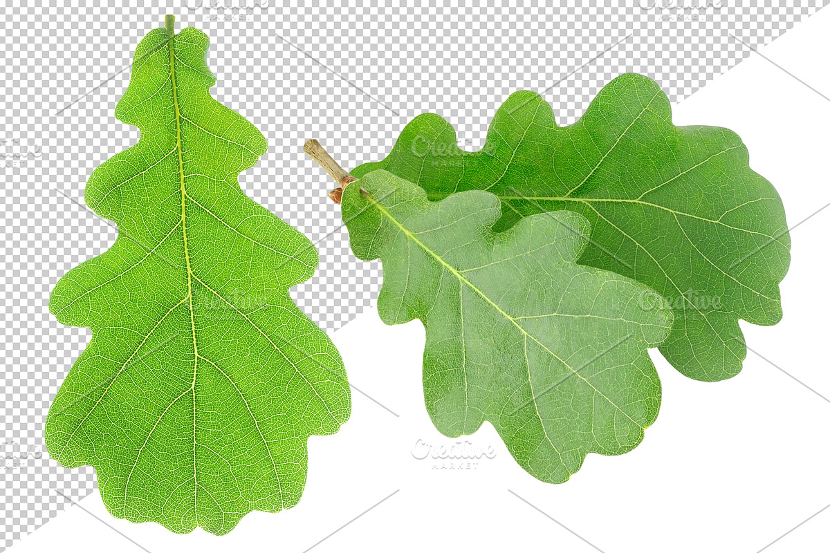 Oak tree leaves and acorns, an Object Graphic by Fruits+Veggies (Photo 9 of 11)