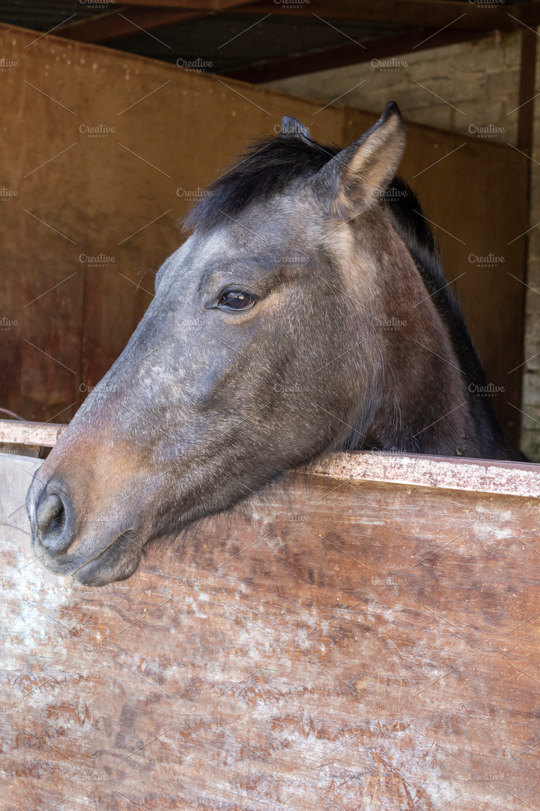 Beautiful fine thoroughbred horse outside, an Animal Photo by Mexico stock images
