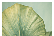 Bief Co · Botanical Leaf Backgrounds, a Texture Illustration by milatovar (Thumbnail 10 of 21)