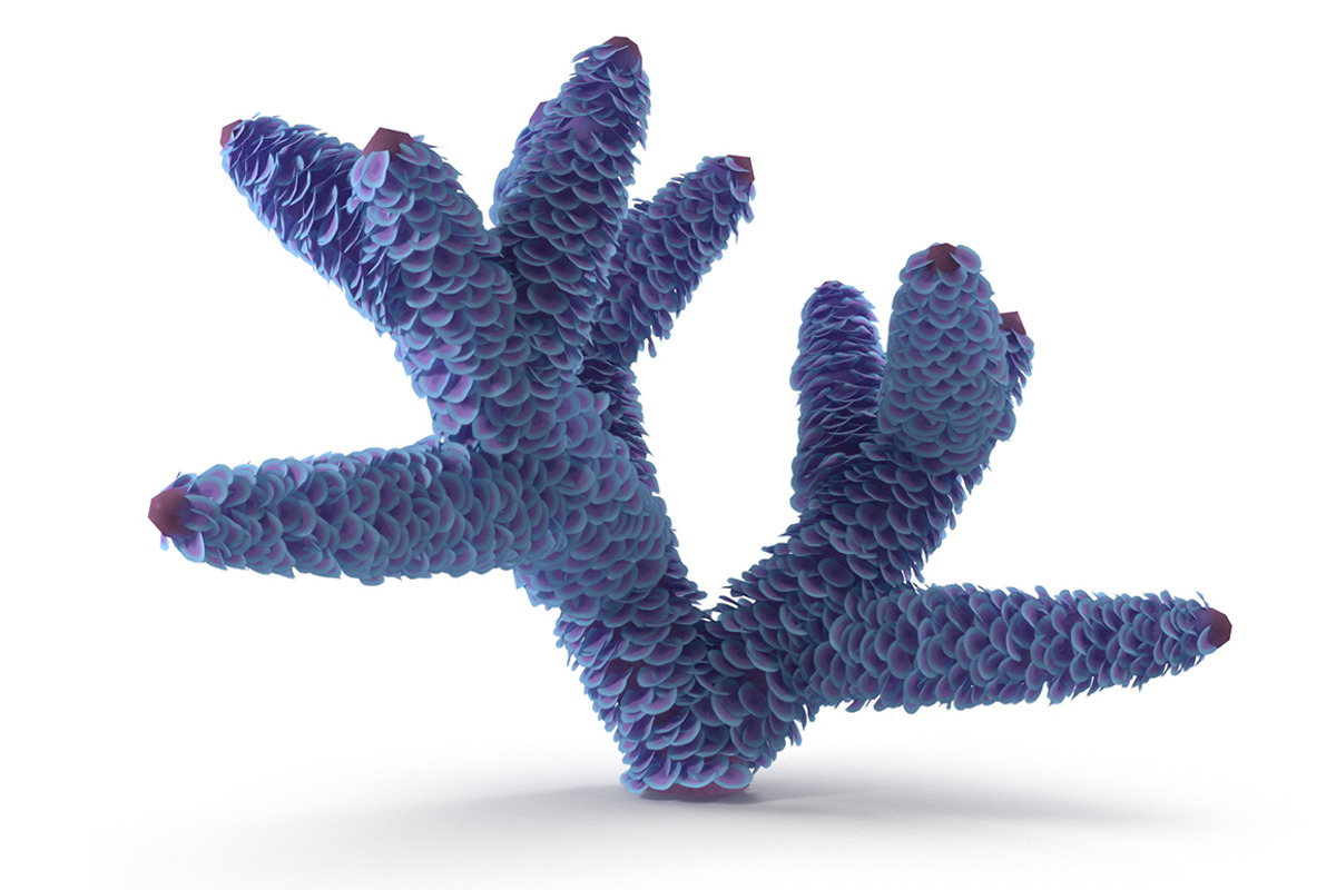 Seaweed, an Environmental 3D Model by AndrewWhite (Photo 1 of 9)
