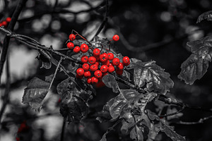 The Magic of Autumn #7, a Nature Photo by jakub_kopecky