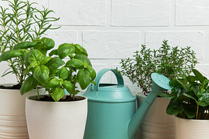 Fresh herbs growing in pots with watering can on wooden table, a Food & Drink Photo by Olena Rudo