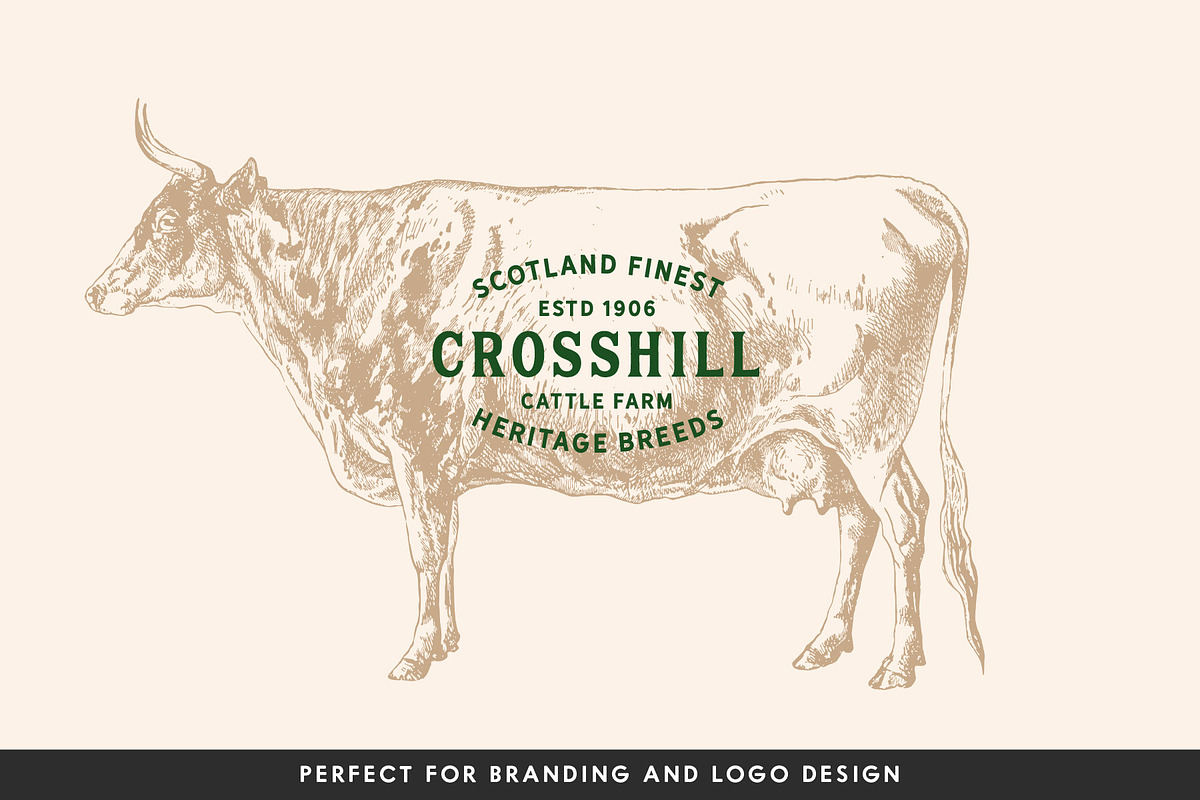 Cattle - Vintage Illustration Set, an Animal Illustration by Graphic Goods (Photo 9 of 9)