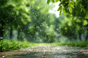 Rain falling on green path nature sc, a Photo by Pixeness Studio