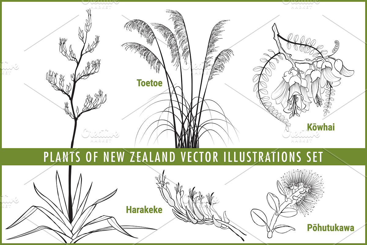 Plants of New Zealand Vector Set, an Illustration by Anna Repp Illustration (Photo 1 of 5)