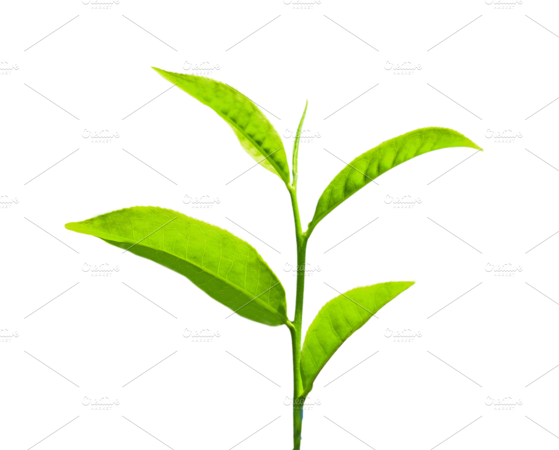 Tea leaves, a Photo by saiko3p