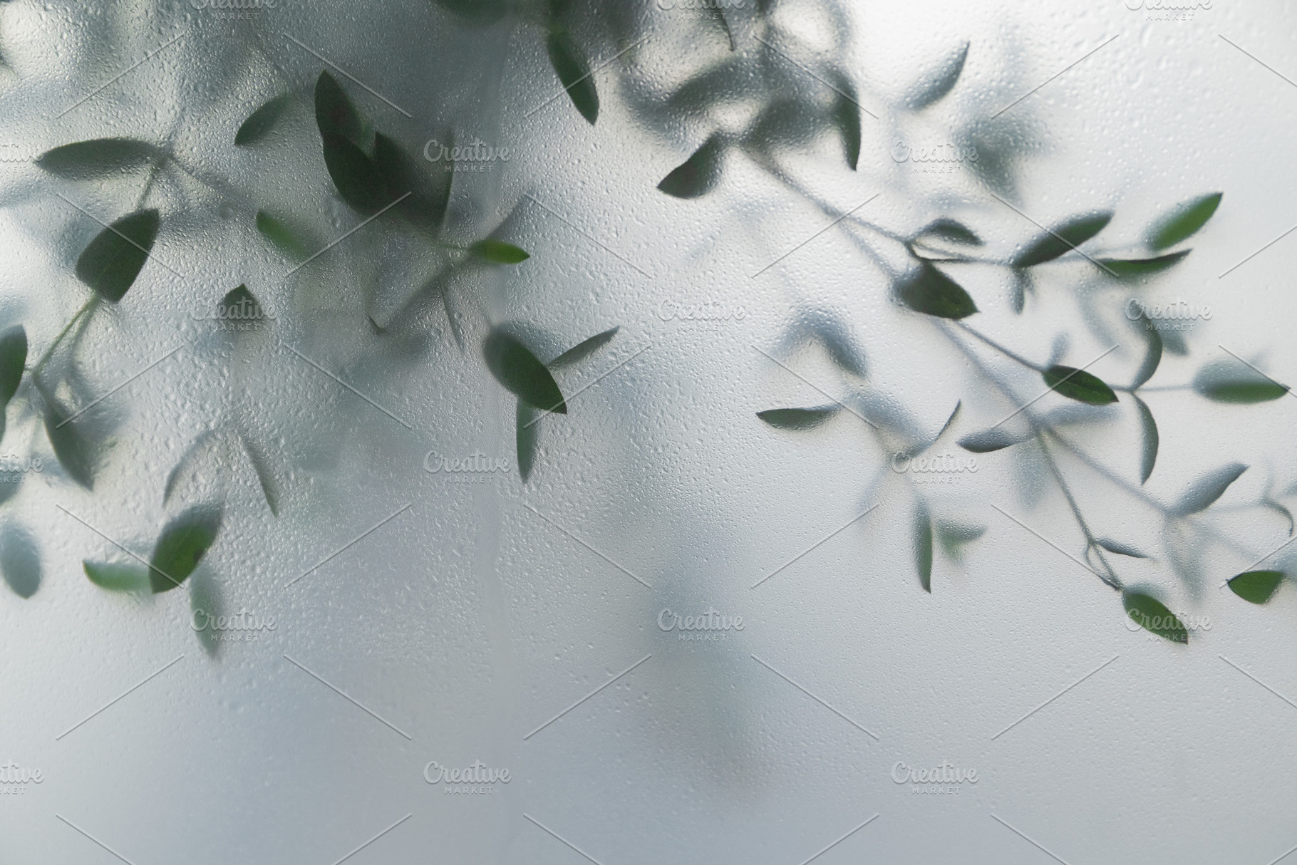 Soft green leaves behind frosted gla, a Nature Photo by Edalin's Store