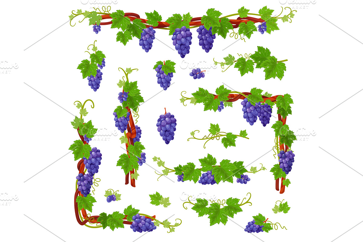 Cartoon grape vine. Curly branches, a Food Illustration by YummyBuum