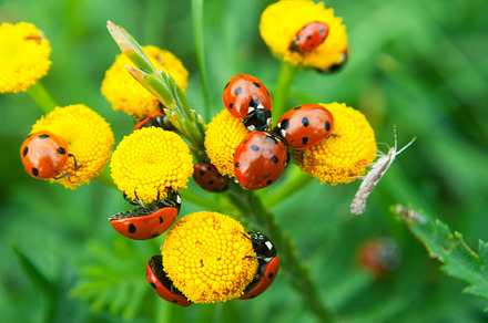 Ladybugs on yellow spring flowers, an Animal Photo by Annakaroline