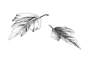 Floral Collection, an Object Graphic by VictoriaKStudio (Thumbnail 7 of 7)