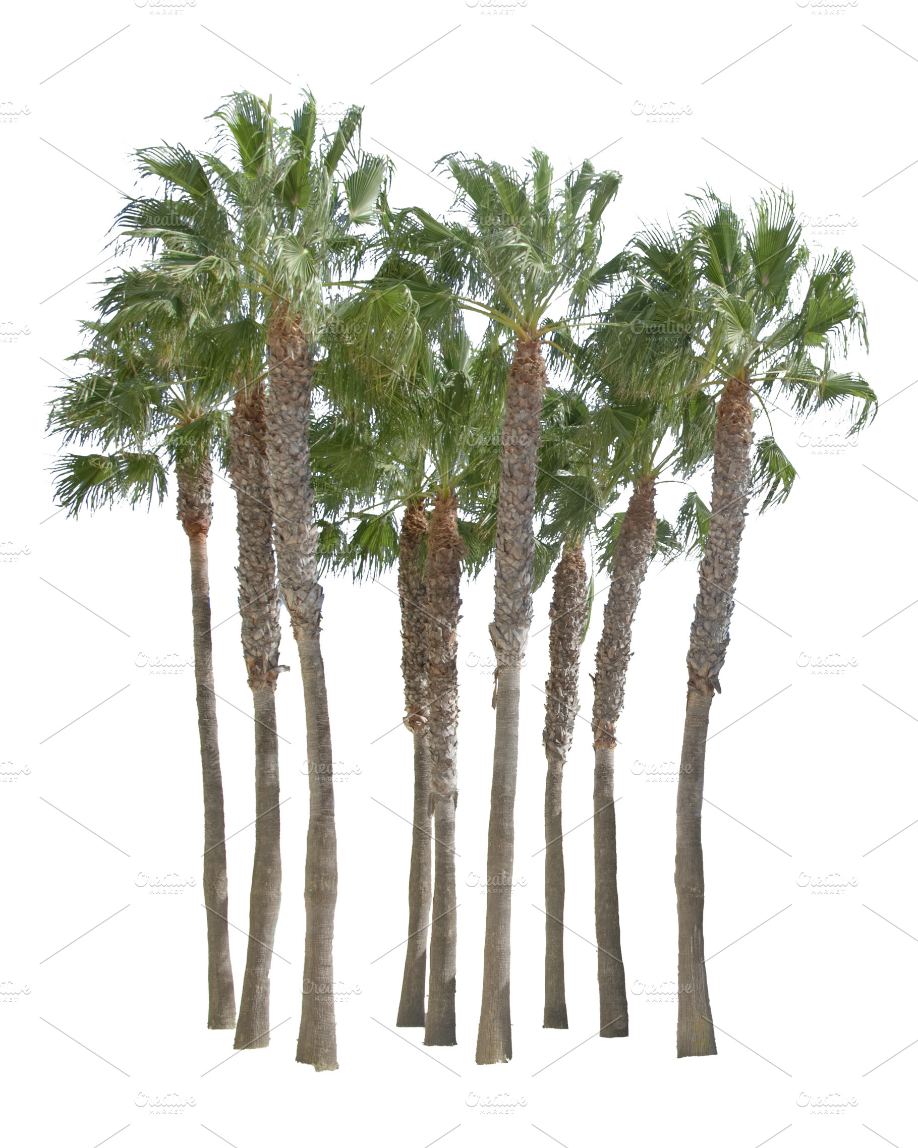Group of palm trees isolated photo, a Nature Photo by DanFLCreativo