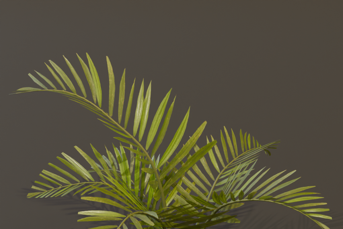 The Alexandra Palm Bush, a Plants & Tree 3D Model by FuturePastCreatives (Photo 10 of 15)