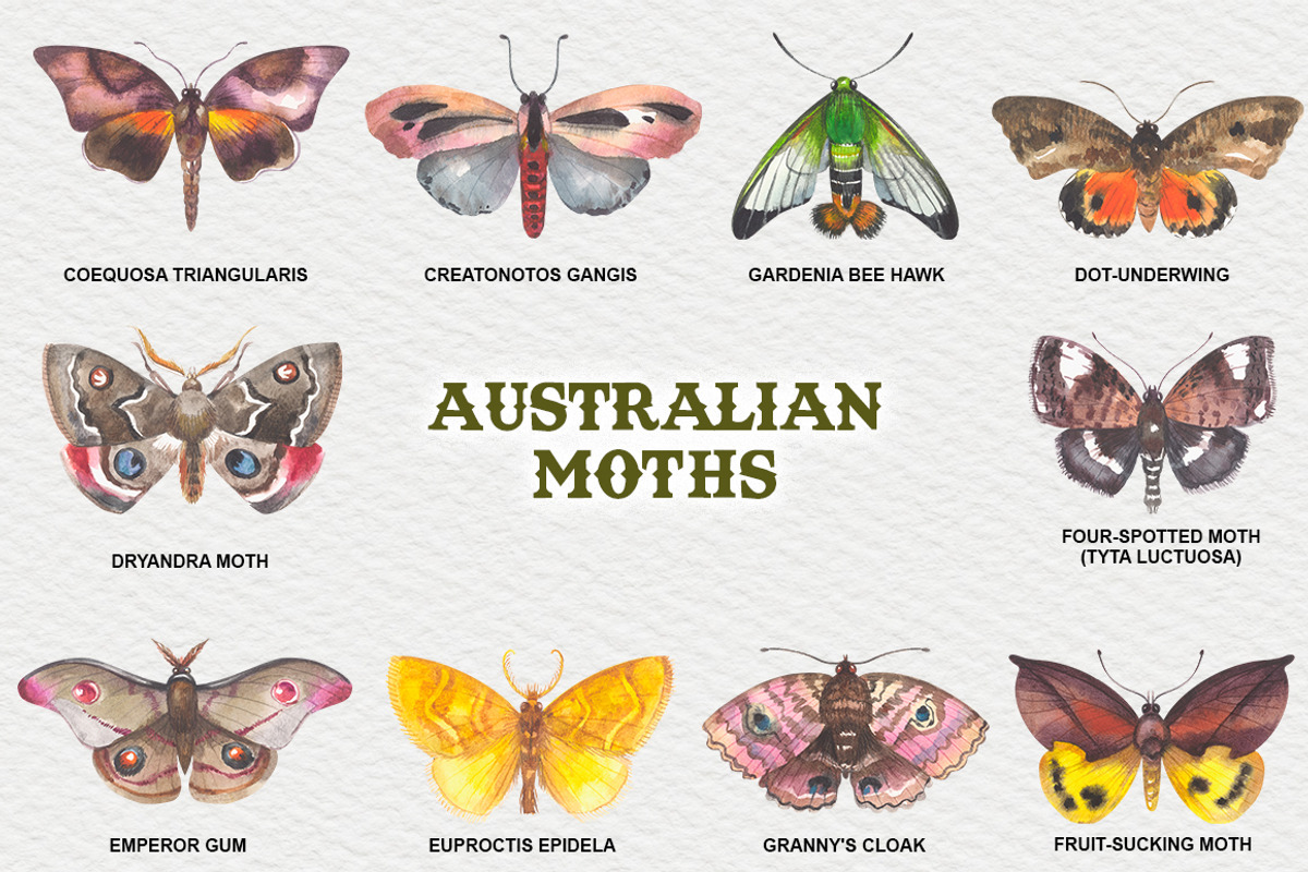 Australian Moths hand painted, an Animal Illustration by FITALARTSNEDIGI (Photo 2 of 8)