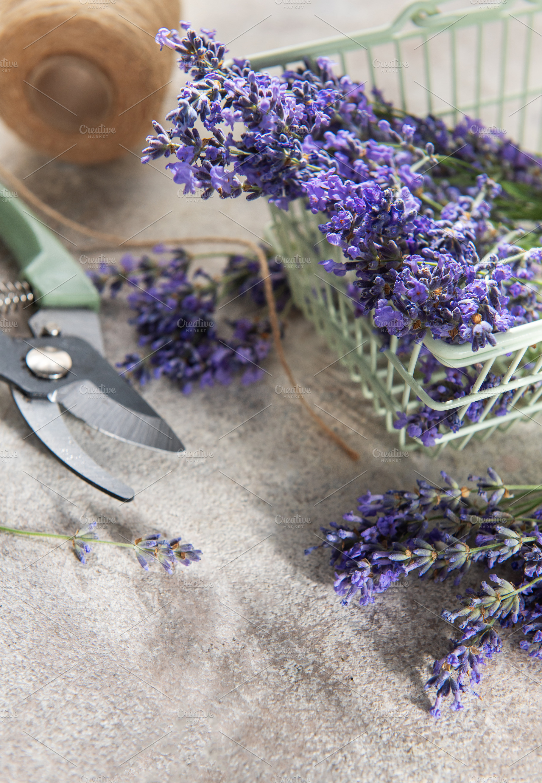 Harvesting fresh lavender flowers with pruning shears and twine, a Health & Medical Photo by Olena Rudo