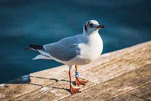 Blackheaded gull ii containing color, nature, and natural
