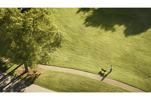 leash top view of walking dog ai, an Animal Photo by pikepicture