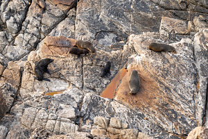 Seals resting on rocks at Cape Du Couedic, Flinders Chase, Austr, an Animal Photo by GoodGoods