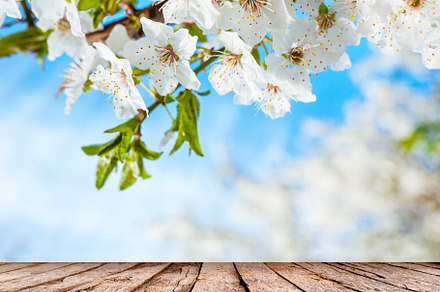 Spring nature background
