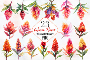 Celosia Flower Watercolor Cliparts, an Illustration by RobertsArt