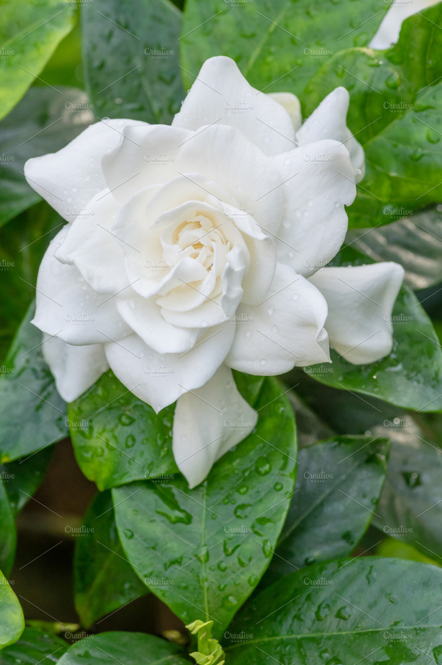 White Gardenia Flower Stock Photo Containing Gardenia And Garden