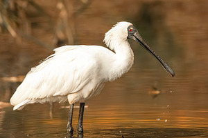 Royal Spoonbill