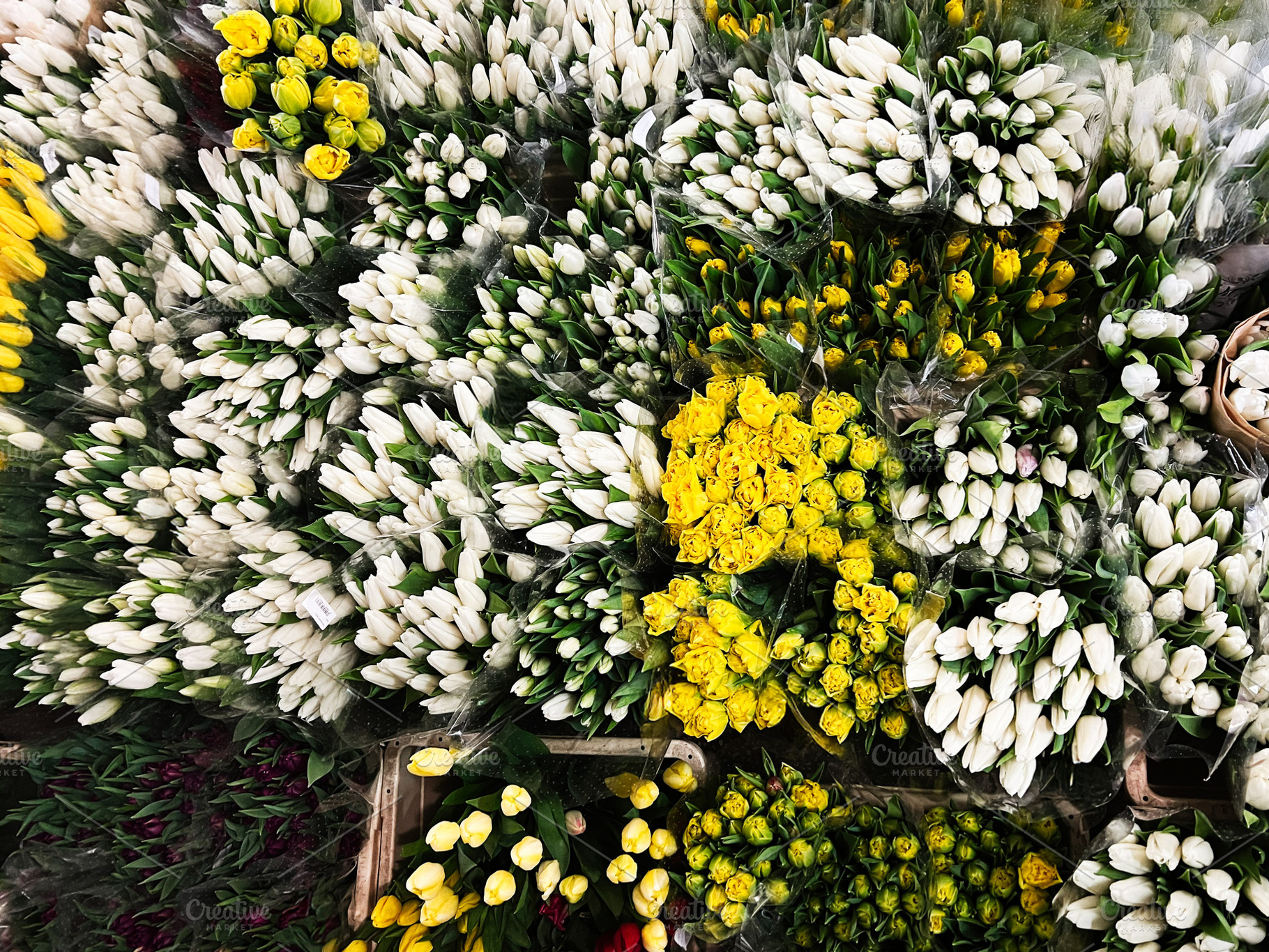 Bouquets of vibrant yellow and white tulips on display at a flower market, a Photo by AS photostudio