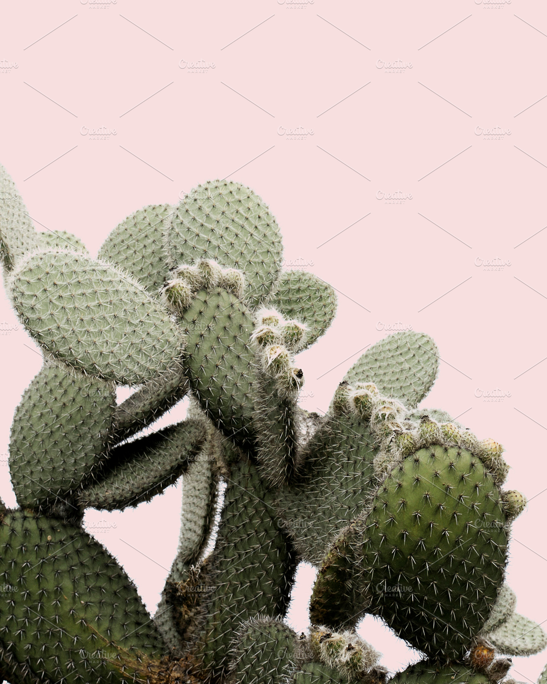 Cactus on Blush Pink Background, a Nature Photo by Dee Andreoli Photography