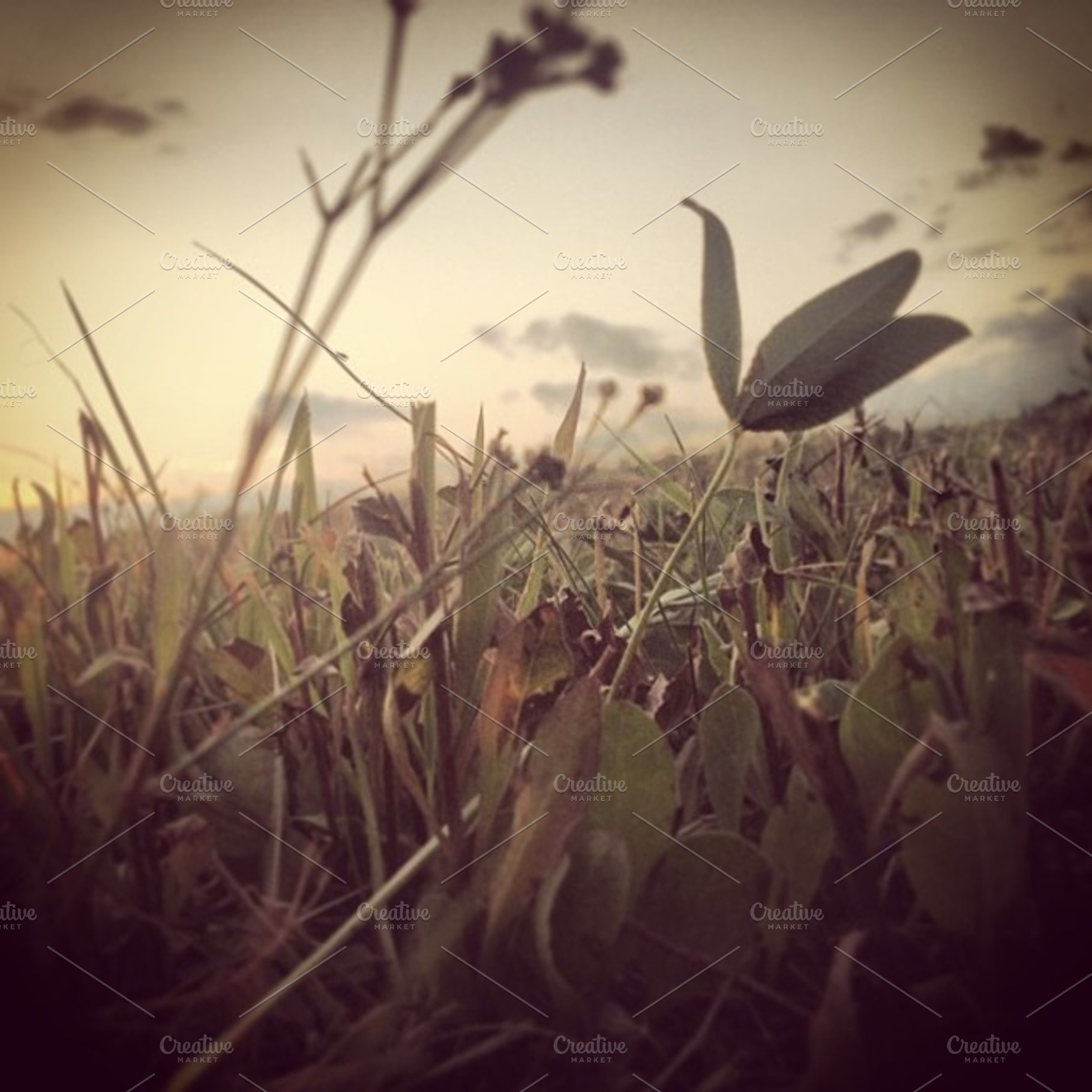 Vintage grass photo