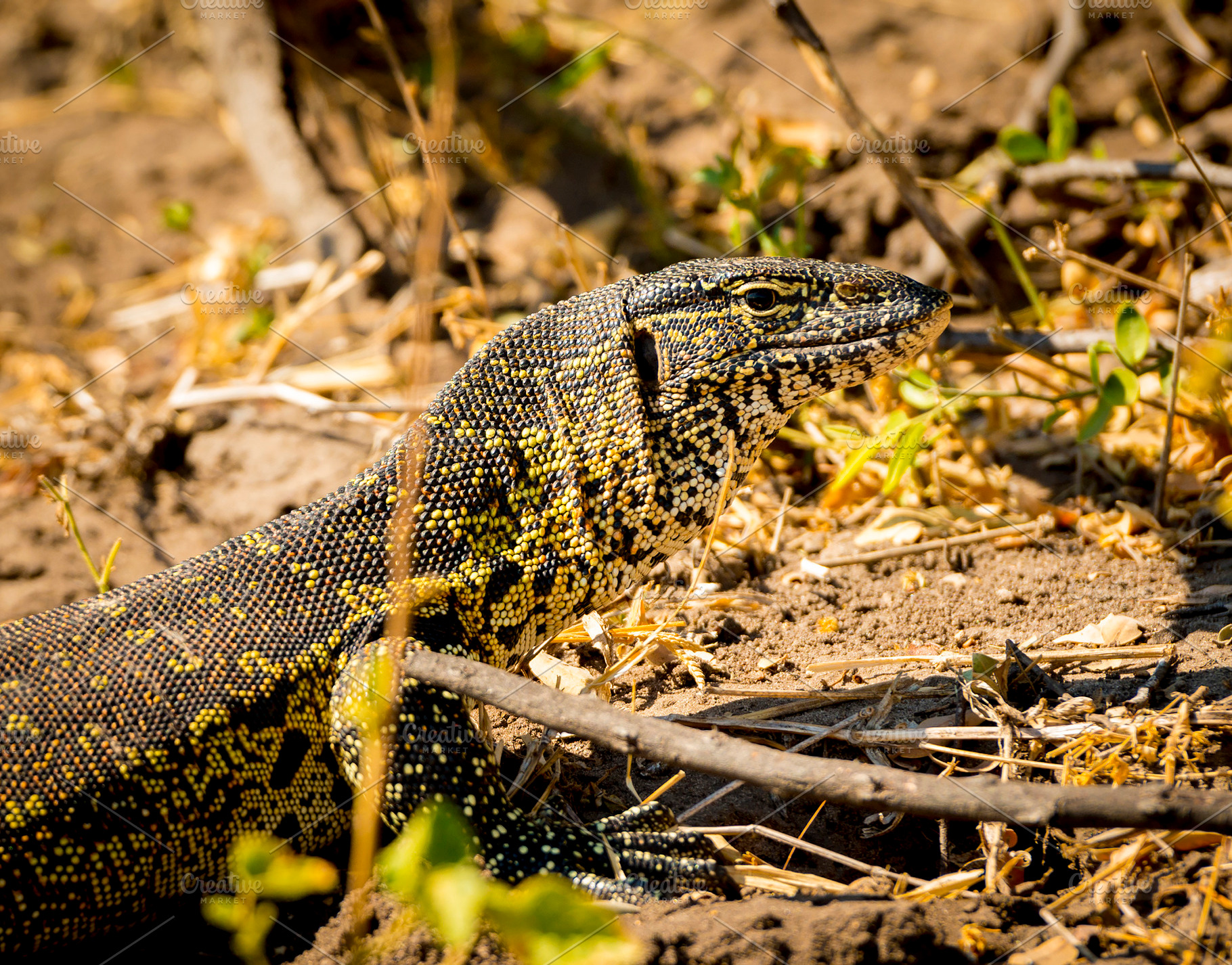Monitor Lizard, an Animal Photo by THP Creative