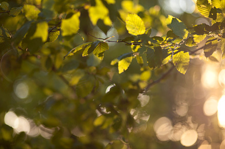Fresh leaves
