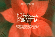 Christmas Poinsettia - Soft Floral, a Background Graphic by DigARTbyHavroshka (Thumbnail 1 of 9)
