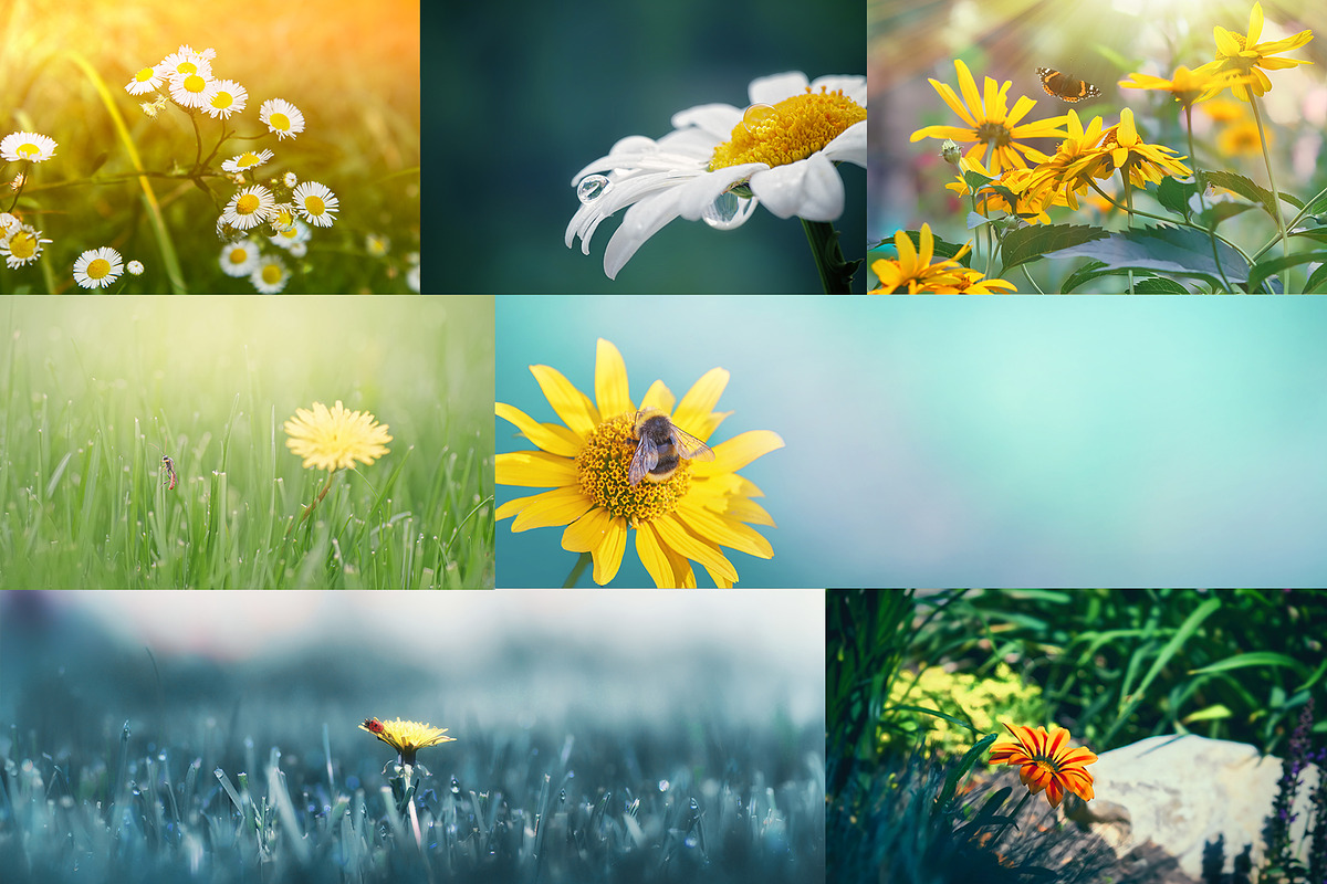 Flower collection 100 photos, a Nature Photo by Vladimir Kazimirov (Photo 7 of 14)