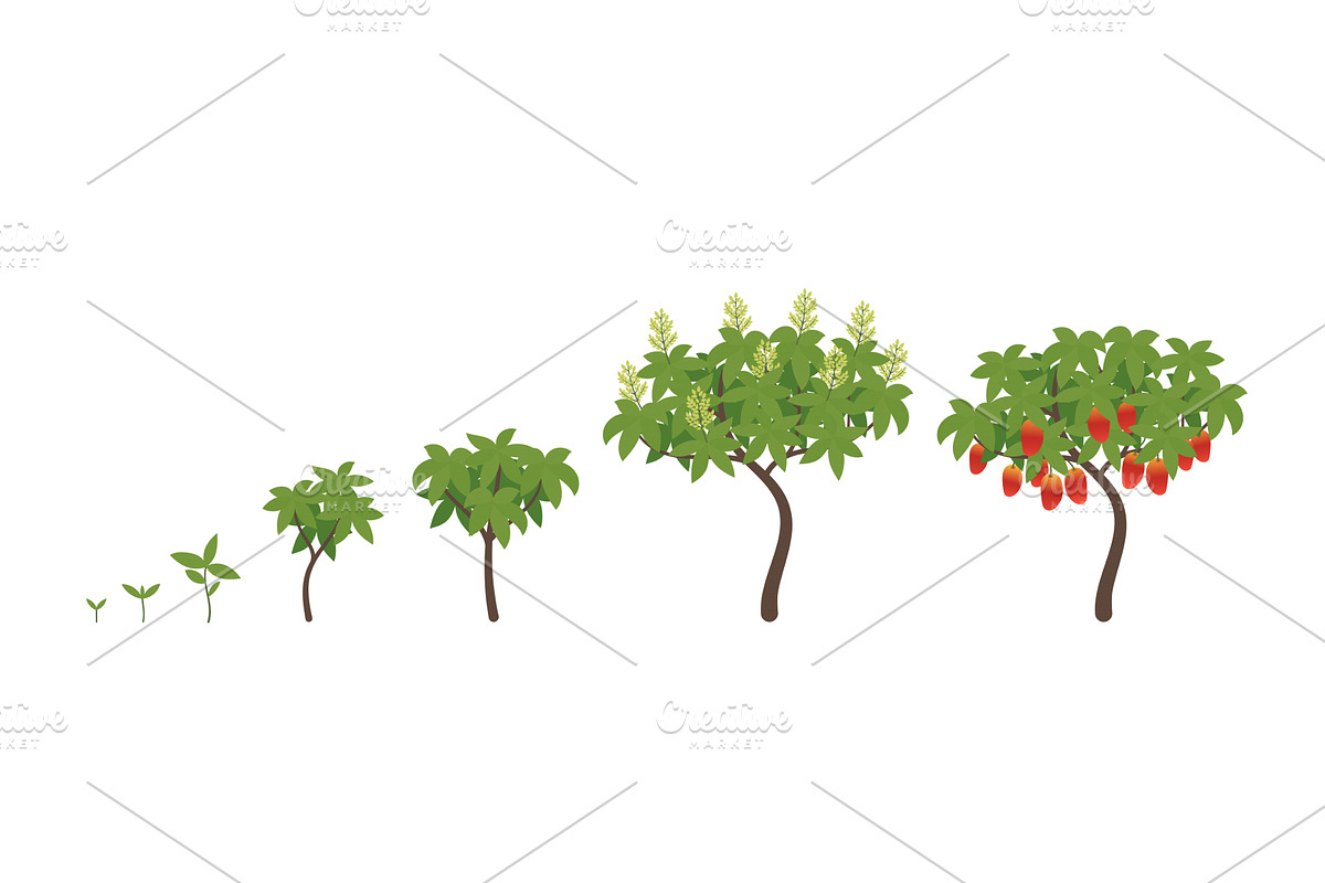 Mango growth stages., an Object Illustration by Ilia Design
