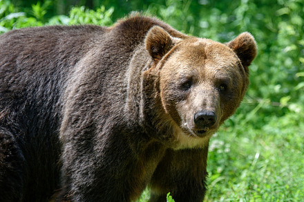 Wild Brown Bear in the summer forest. Animal in natural habitat., an Animal Photo by Byrdyak