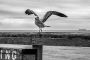 Gull on Weathered Pier, an Animal Photo by Bronwyn Voth (Thumbnail 1 of 2)