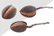 Pink almond blossoms, an Object Graphic by Fruits+Veggies (Thumbnail 8 of 9)